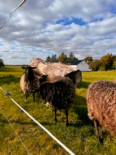 INTERMEZZO: Denmark 2026 Trip Deposit 🇩🇰