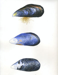Freshwater Mussels